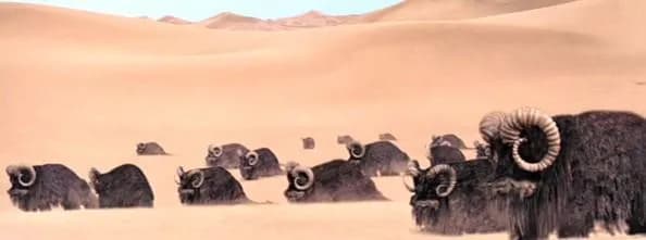 Un groupe de Banthas dans le désert de Tatooine