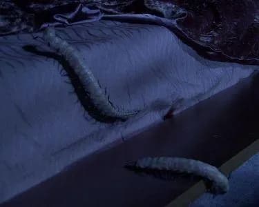 Deux kouhuns dans le lit de la sénatrice Amidala